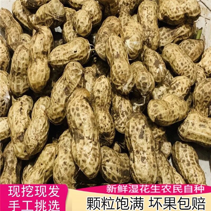 2021新鮮帶殼濕花生 當(dāng)季現(xiàn)挖的農(nóng)家美味